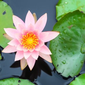 Et sundt og strkt selvvrd